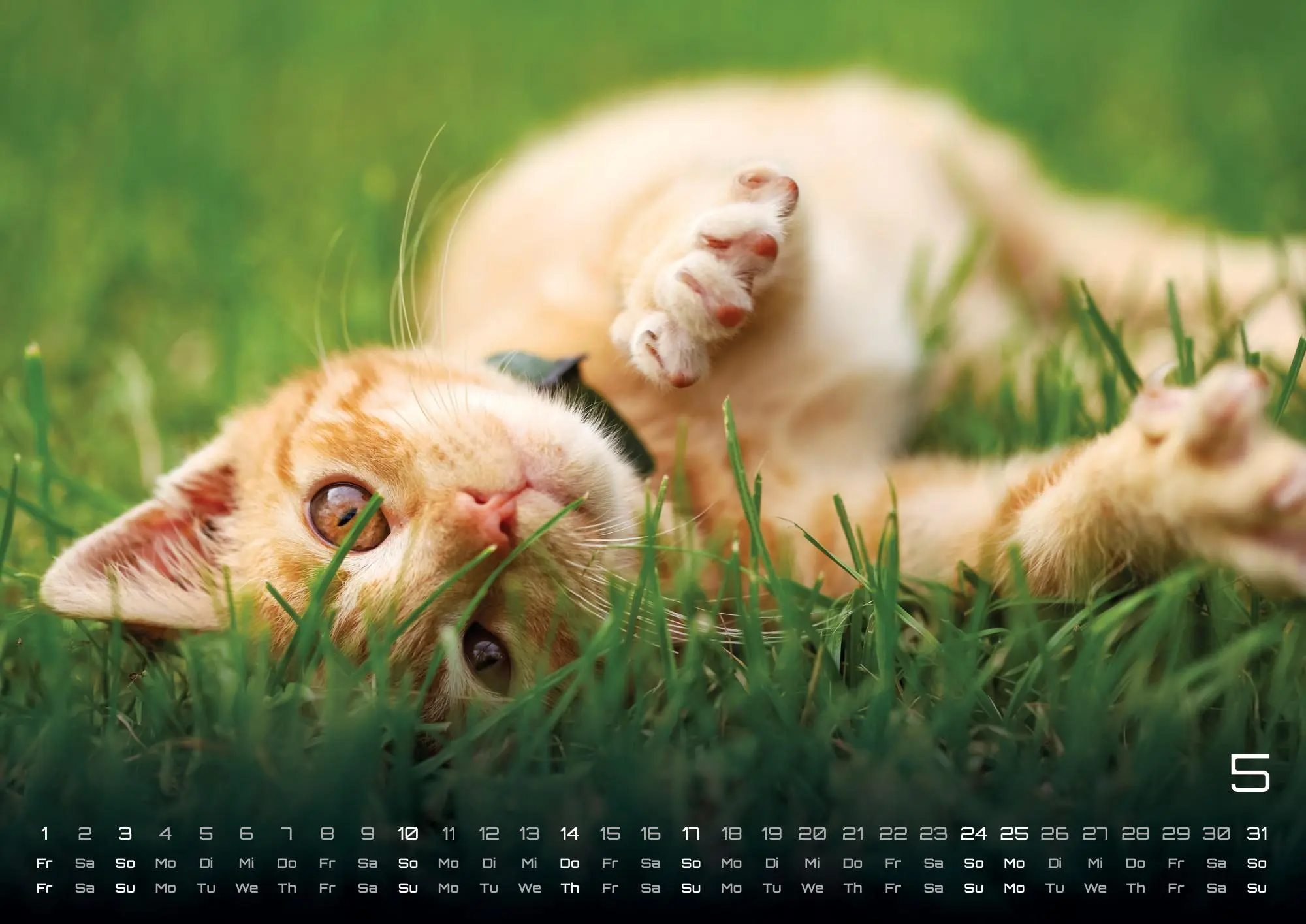 Bild: 9783986735487 | Miau Kids - kleine Tiger ganz groß - Der Katzenkalender - 2026 -...