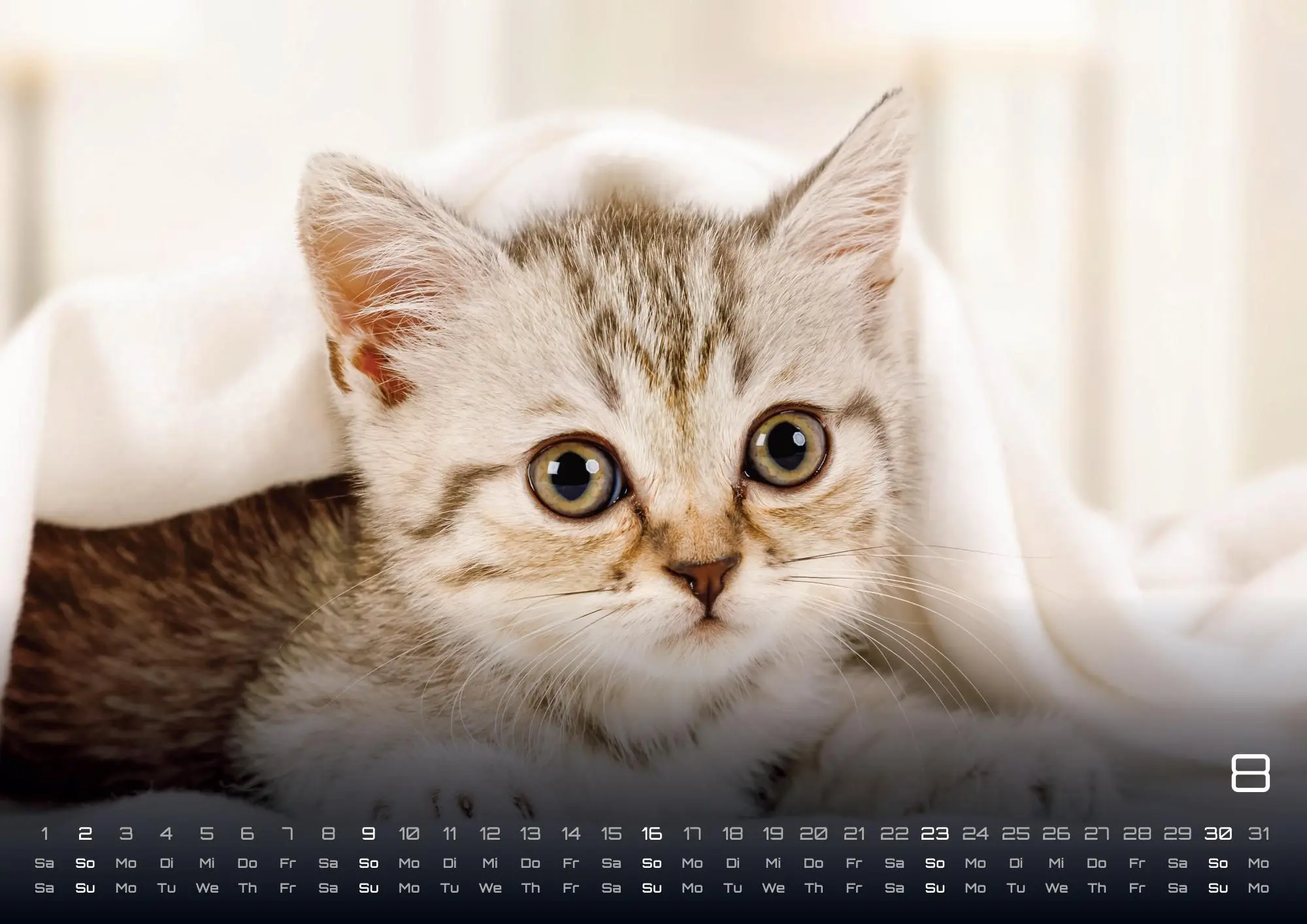 Bild: 9783986735487 | Miau Kids - kleine Tiger ganz groß - Der Katzenkalender - 2026 -...