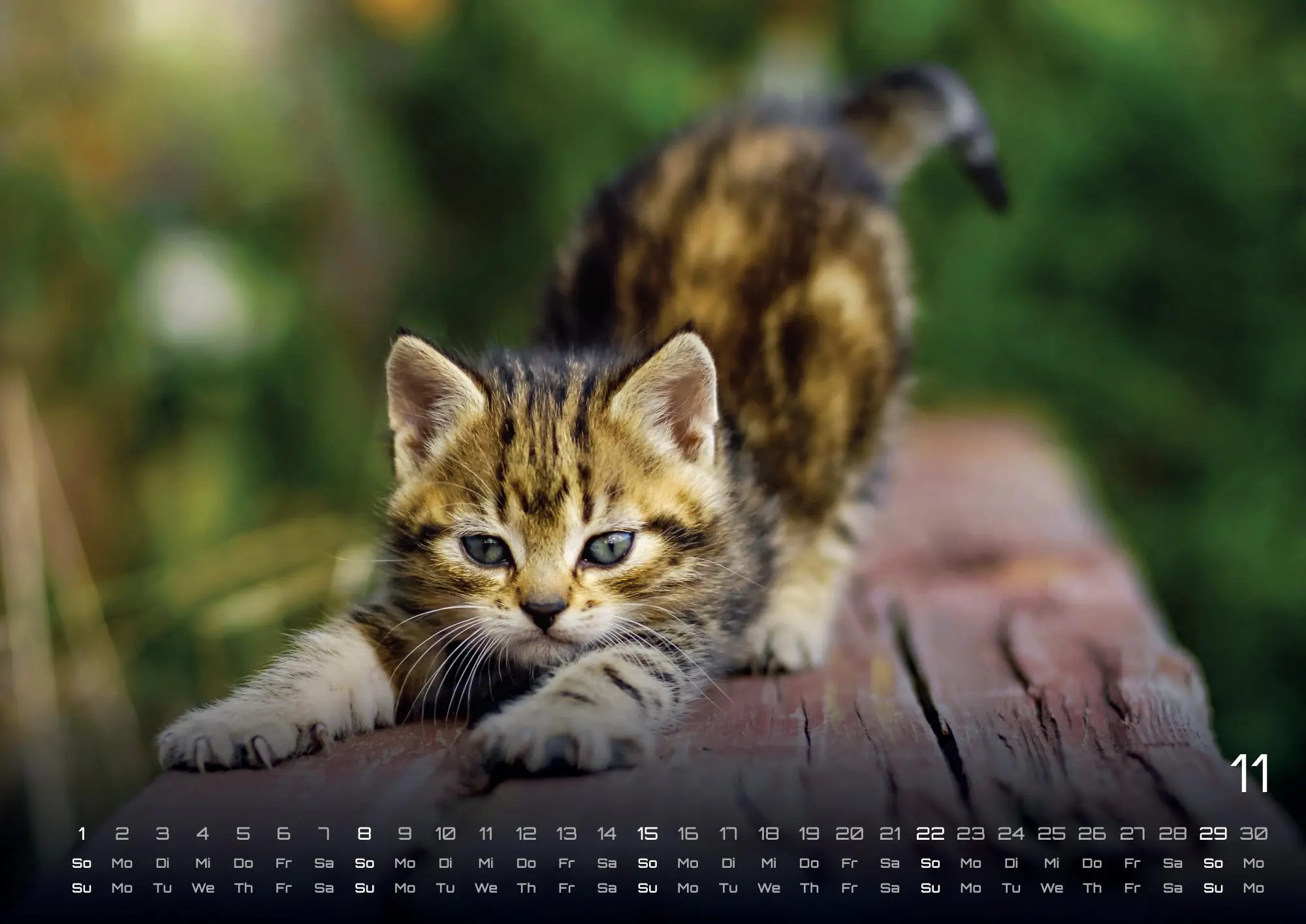 Bild: 9783986735487 | Miau Kids - kleine Tiger ganz groß - Der Katzenkalender - 2026 -...