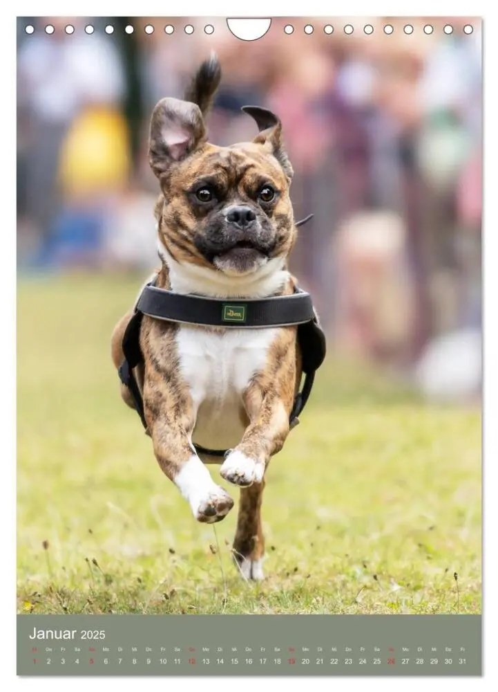 Bild: 9783435965687 | Mops-Rennen (Wandkalender 2025 DIN A4 hoch), CALVENDO Monatskalender