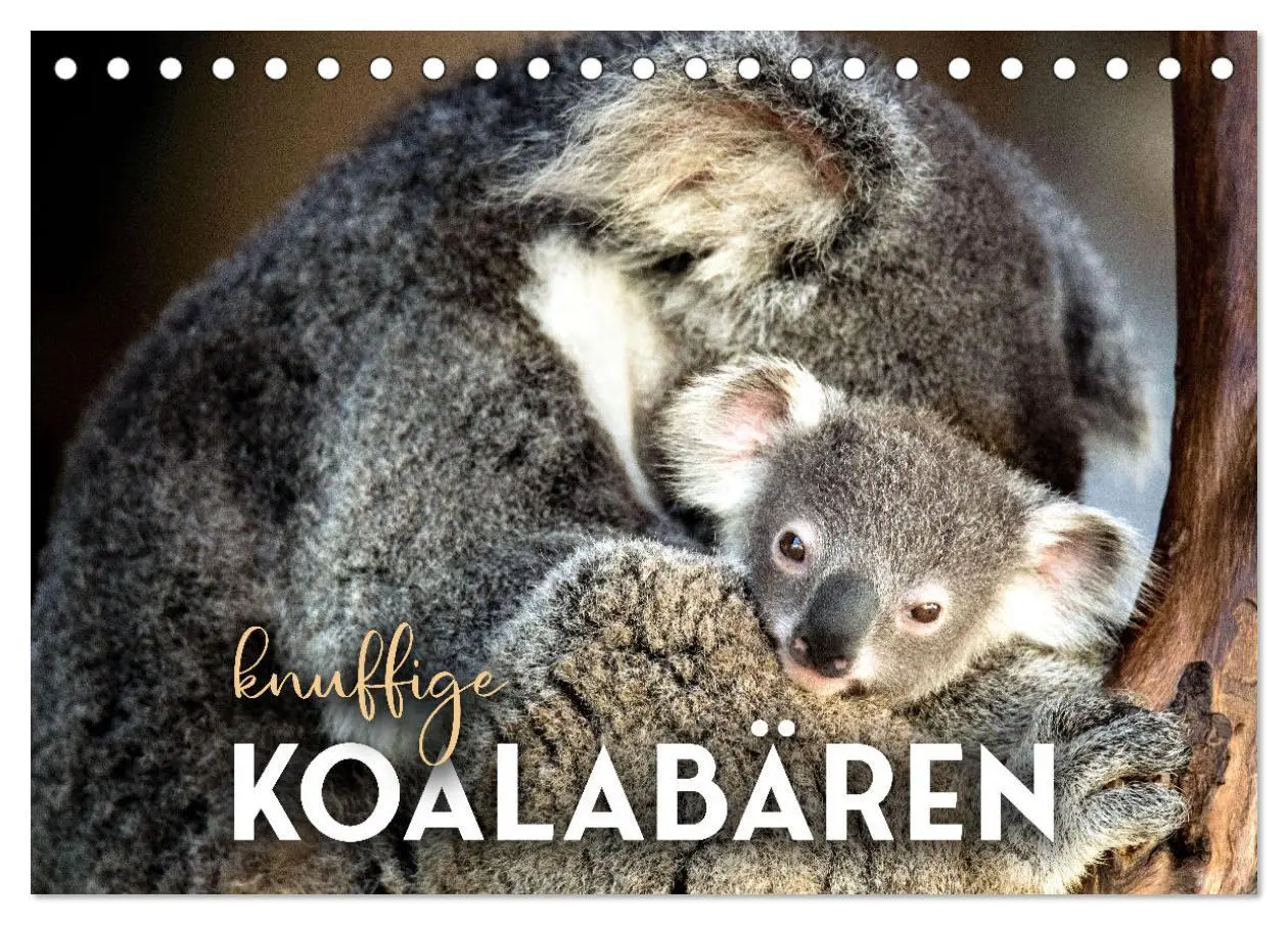 Cover: 9783457415887 | Knuffige Koalabären (Tischkalender 2026 DIN A5 quer), CALVENDO...
