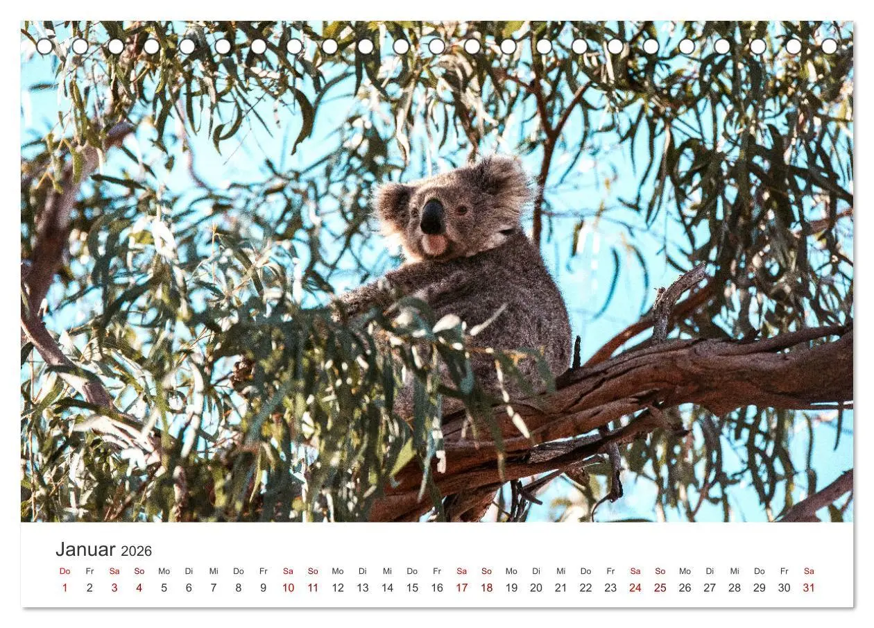 Bild: 9783457415887 | Knuffige Koalabären (Tischkalender 2026 DIN A5 quer), CALVENDO...