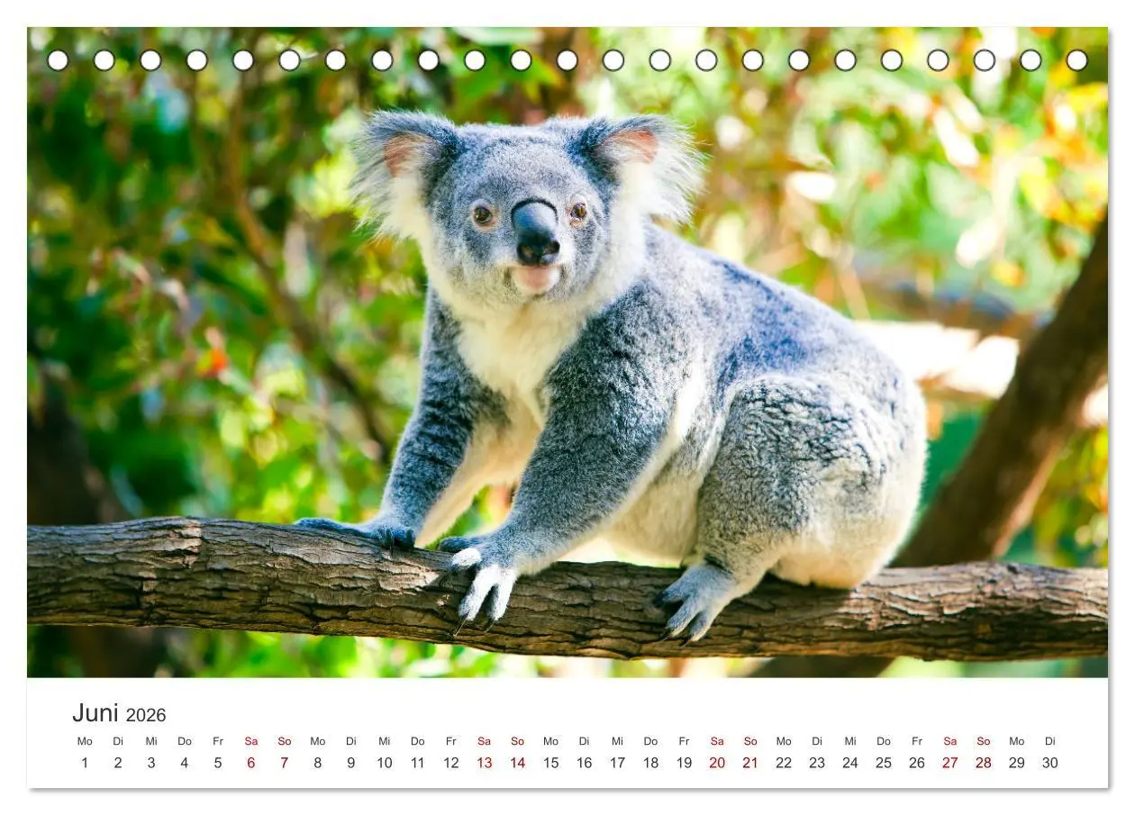 Bild: 9783457415887 | Knuffige Koalabären (Tischkalender 2026 DIN A5 quer), CALVENDO...