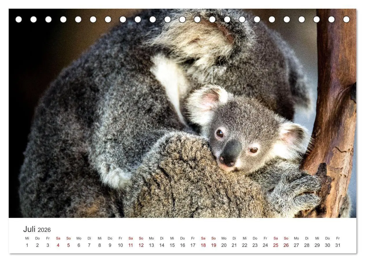 Bild: 9783457415887 | Knuffige Koalabären (Tischkalender 2026 DIN A5 quer), CALVENDO...