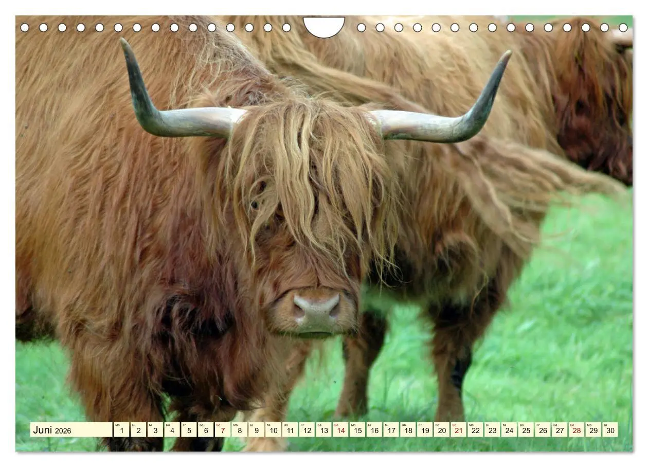 Bild: 9783457725887 | Die anmutigste Rinderrasse - Das schottische Hochlandrind...