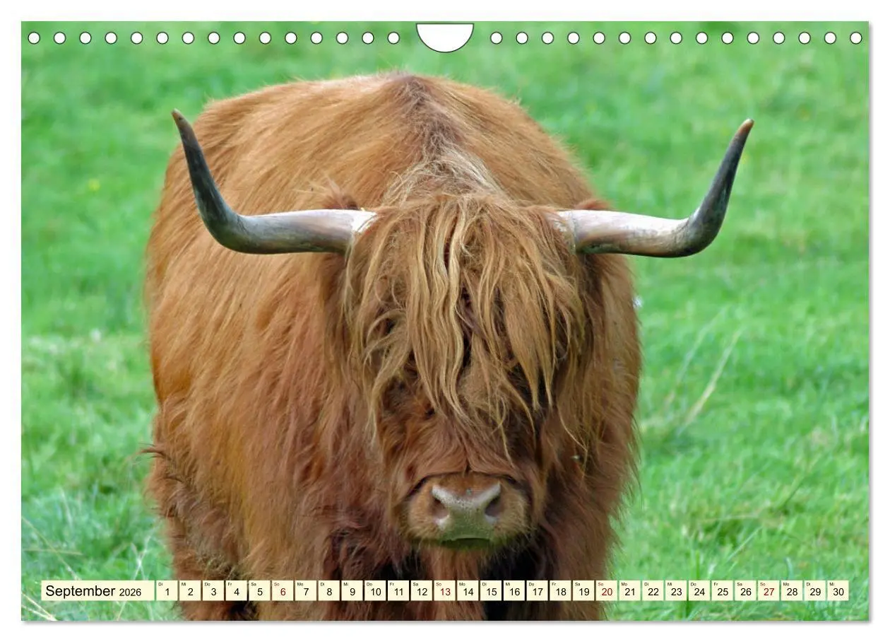 Bild: 9783457725887 | Die anmutigste Rinderrasse - Das schottische Hochlandrind...