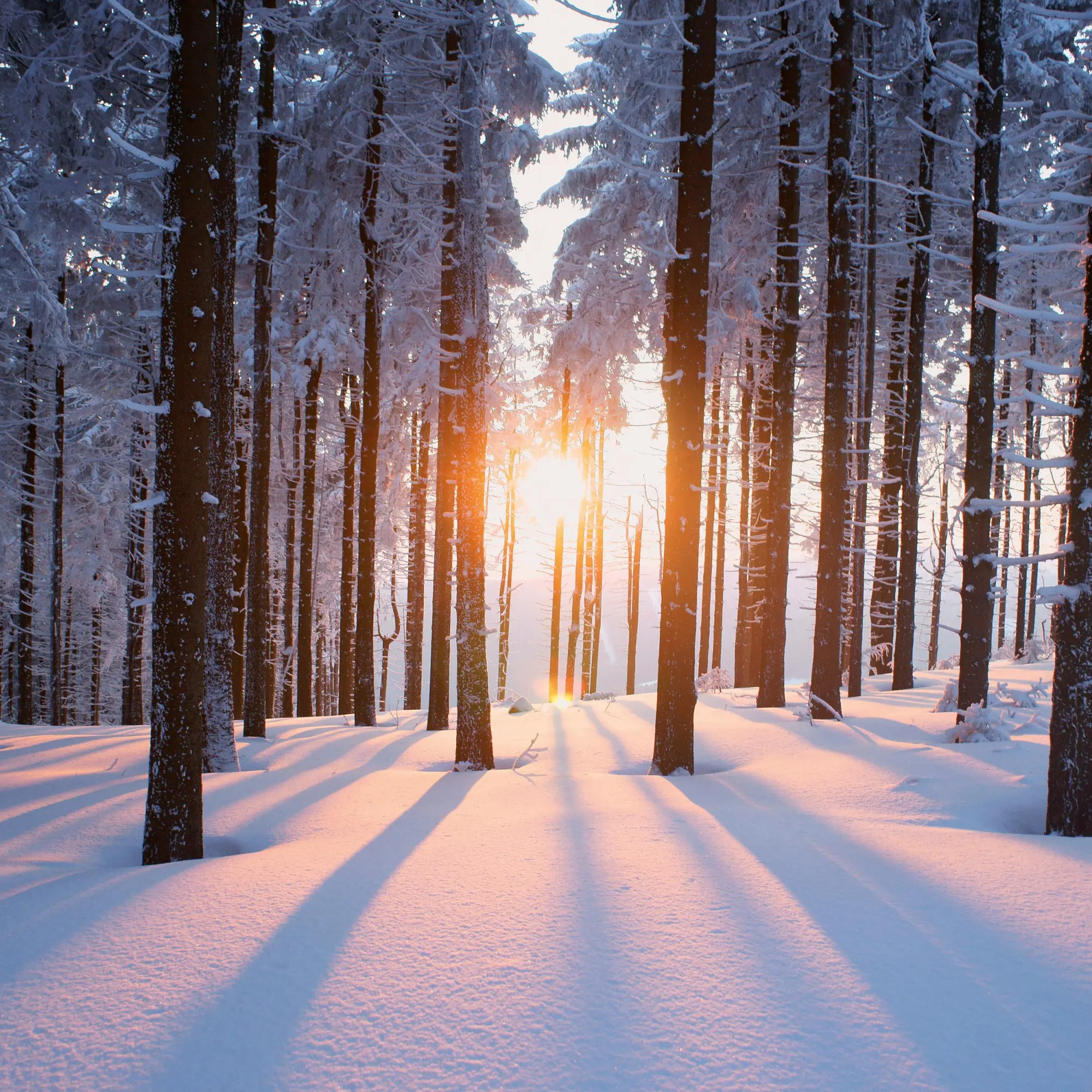 Bild: 9783959295987 | Unser Wald/Forest Nature 2026 | Kalender 2026 | Kalender | 28 S.