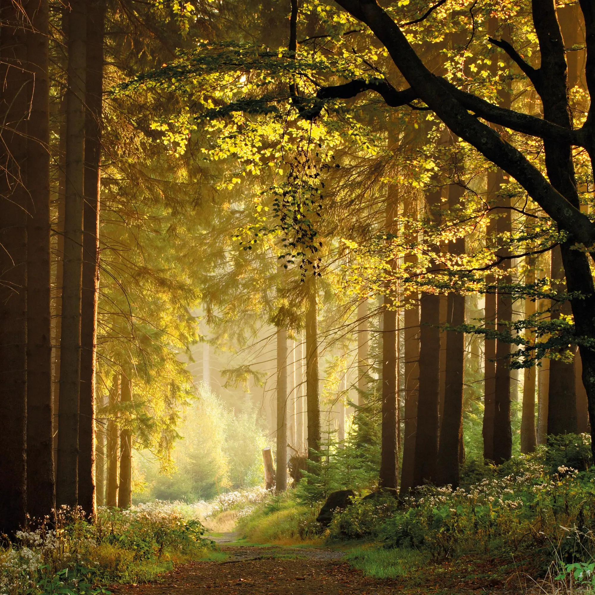 Bild: 9783959295987 | Unser Wald/Forest Nature 2026 | Kalender 2026 | Kalender | 28 S.