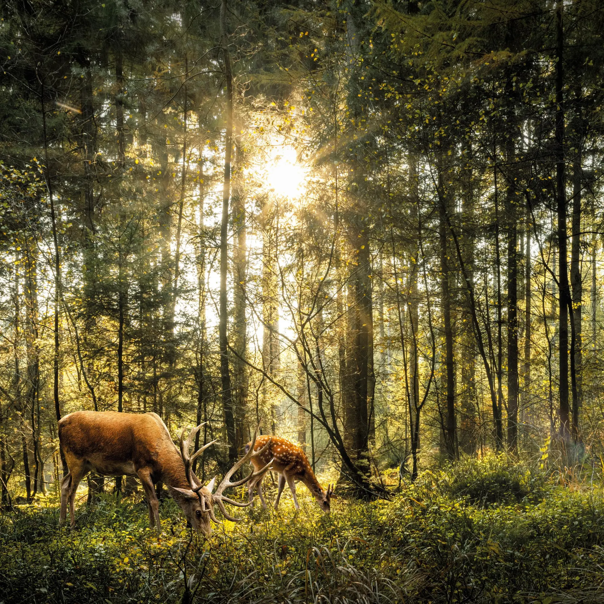 Bild: 9783959295987 | Unser Wald/Forest Nature 2026 | Kalender 2026 | Kalender | 28 S.