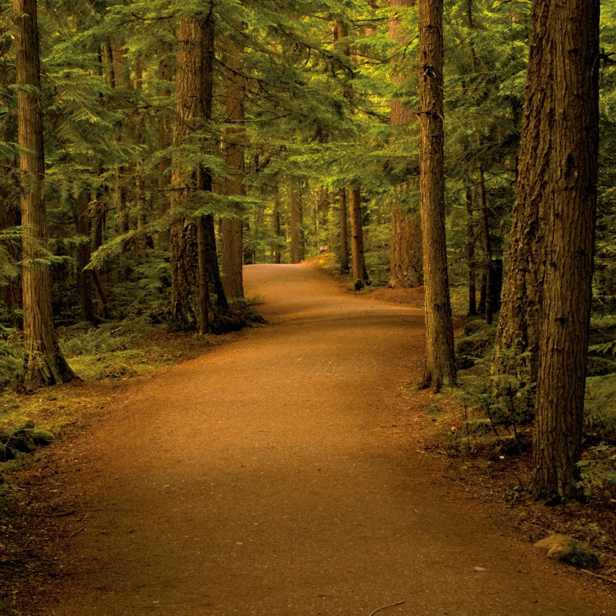 Bild: 9783959295987 | Unser Wald/Forest Nature 2026 | Kalender 2026 | Kalender | 28 S.