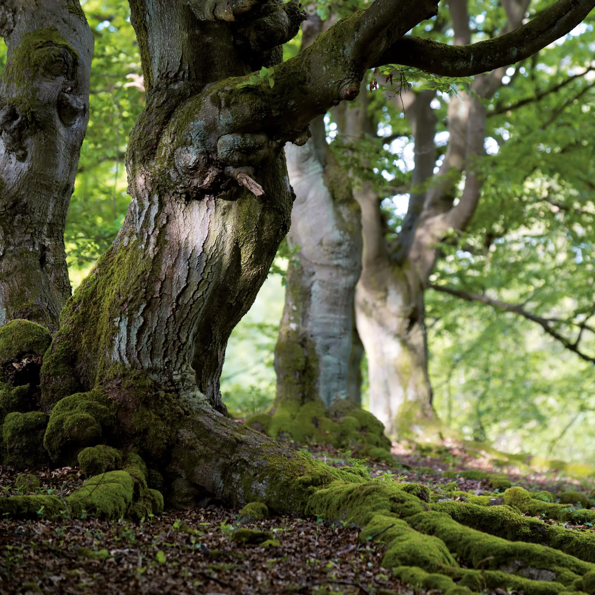 Bild: 9783959295987 | Unser Wald/Forest Nature 2026 | Kalender 2026 | Kalender | 28 S.