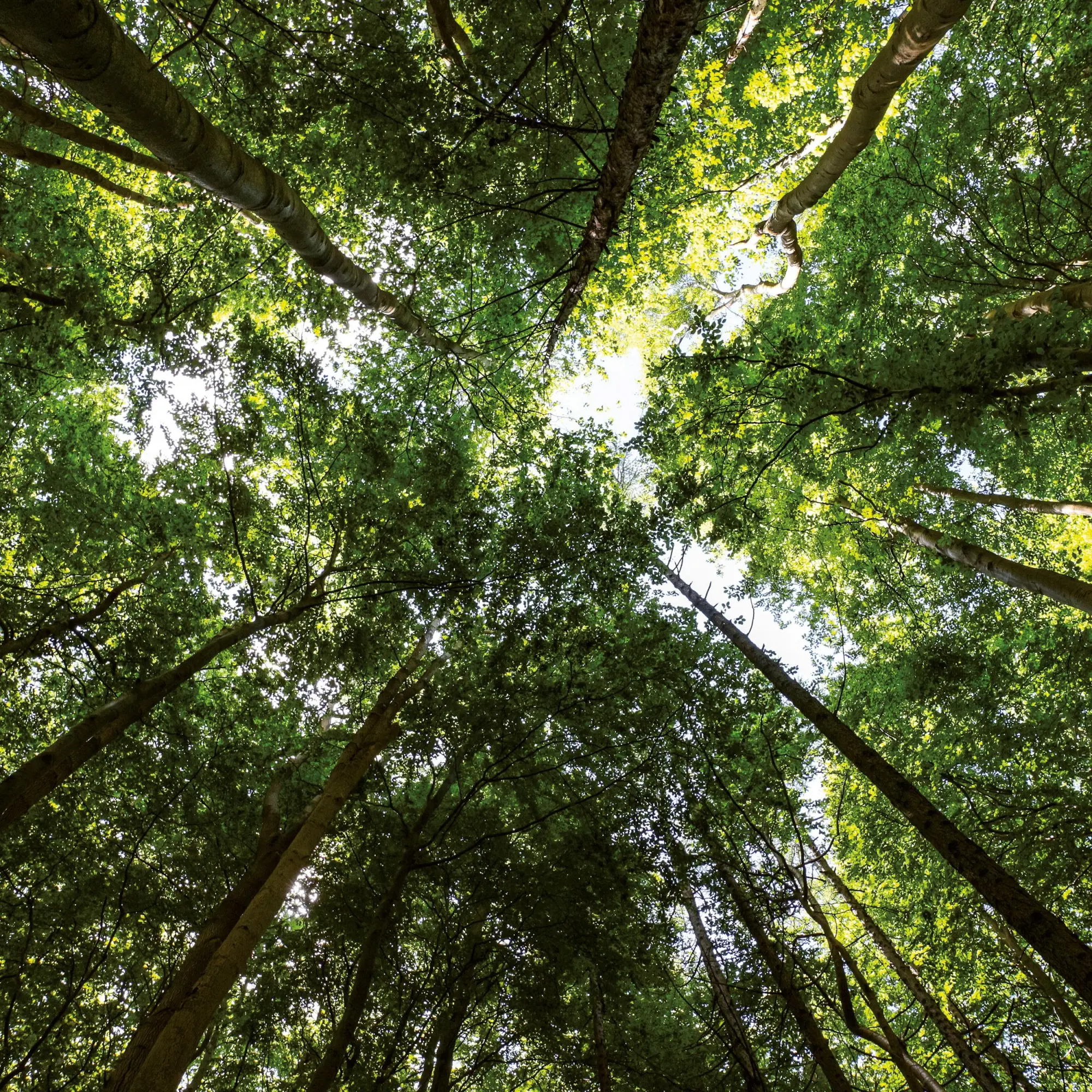 Bild: 9783959295987 | Unser Wald/Forest Nature 2026 | Kalender 2026 | Kalender | 28 S.