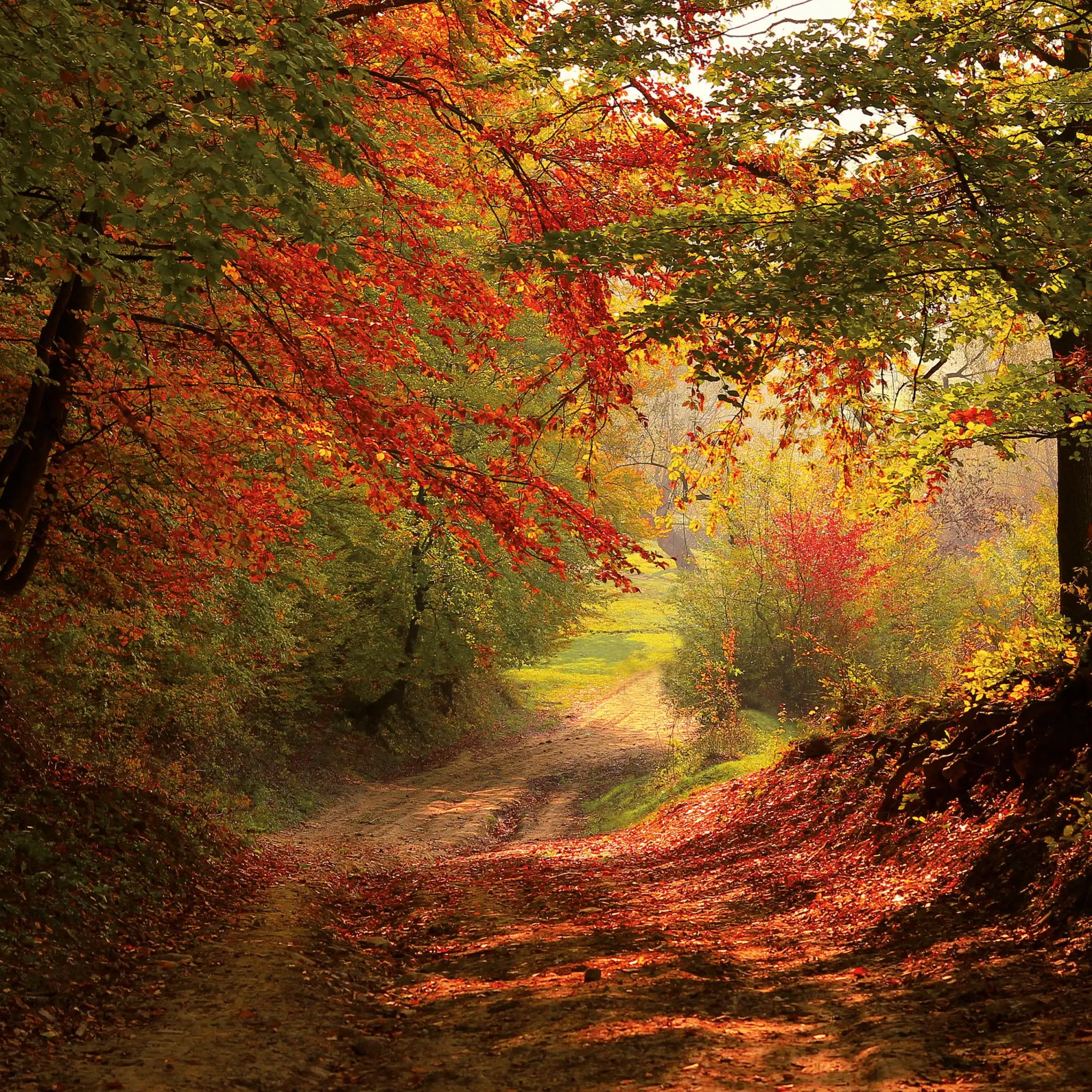 Bild: 9783959295987 | Unser Wald/Forest Nature 2026 | Kalender 2026 | Kalender | 28 S.