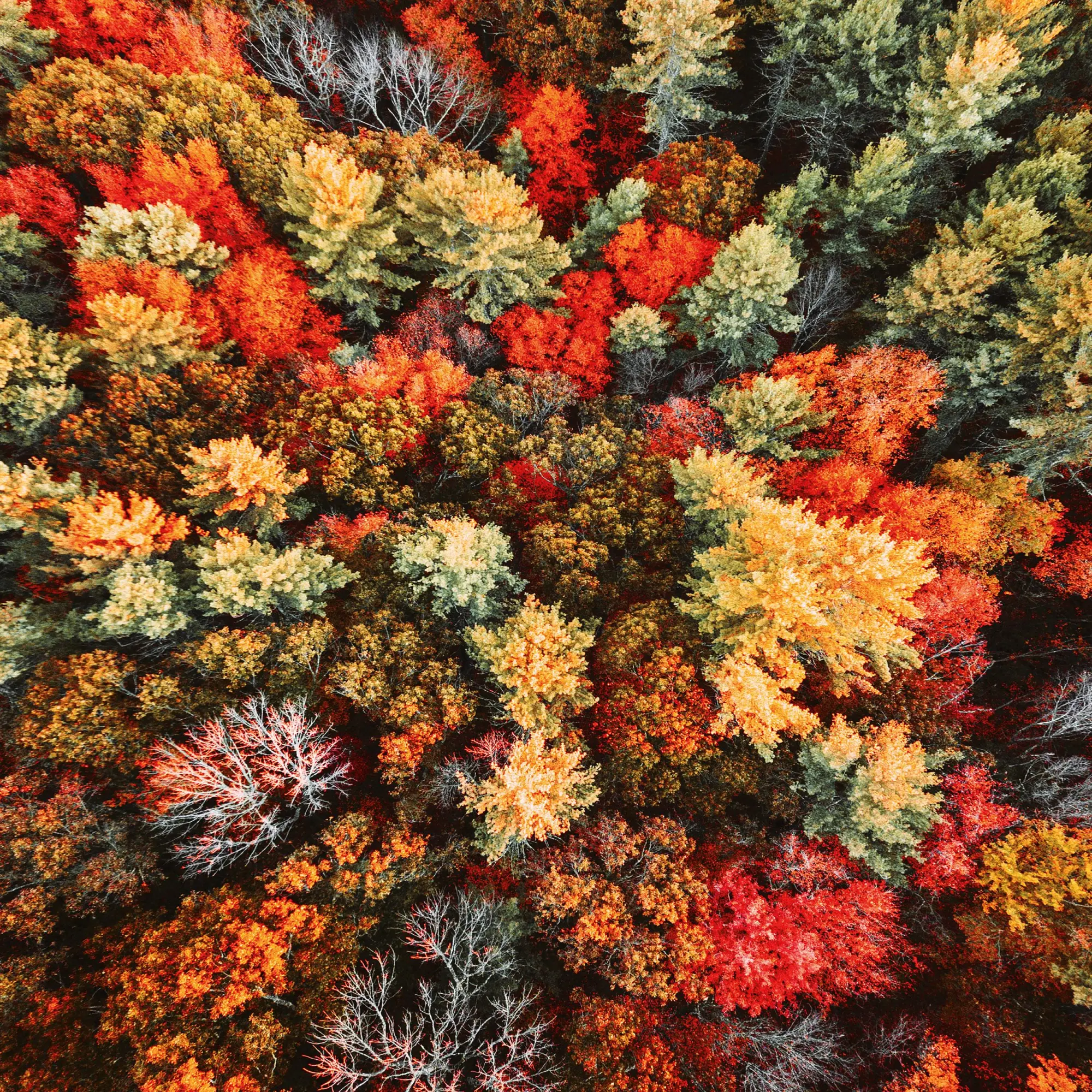 Bild: 9783959295987 | Unser Wald/Forest Nature 2026 | Kalender 2026 | Kalender | 28 S.