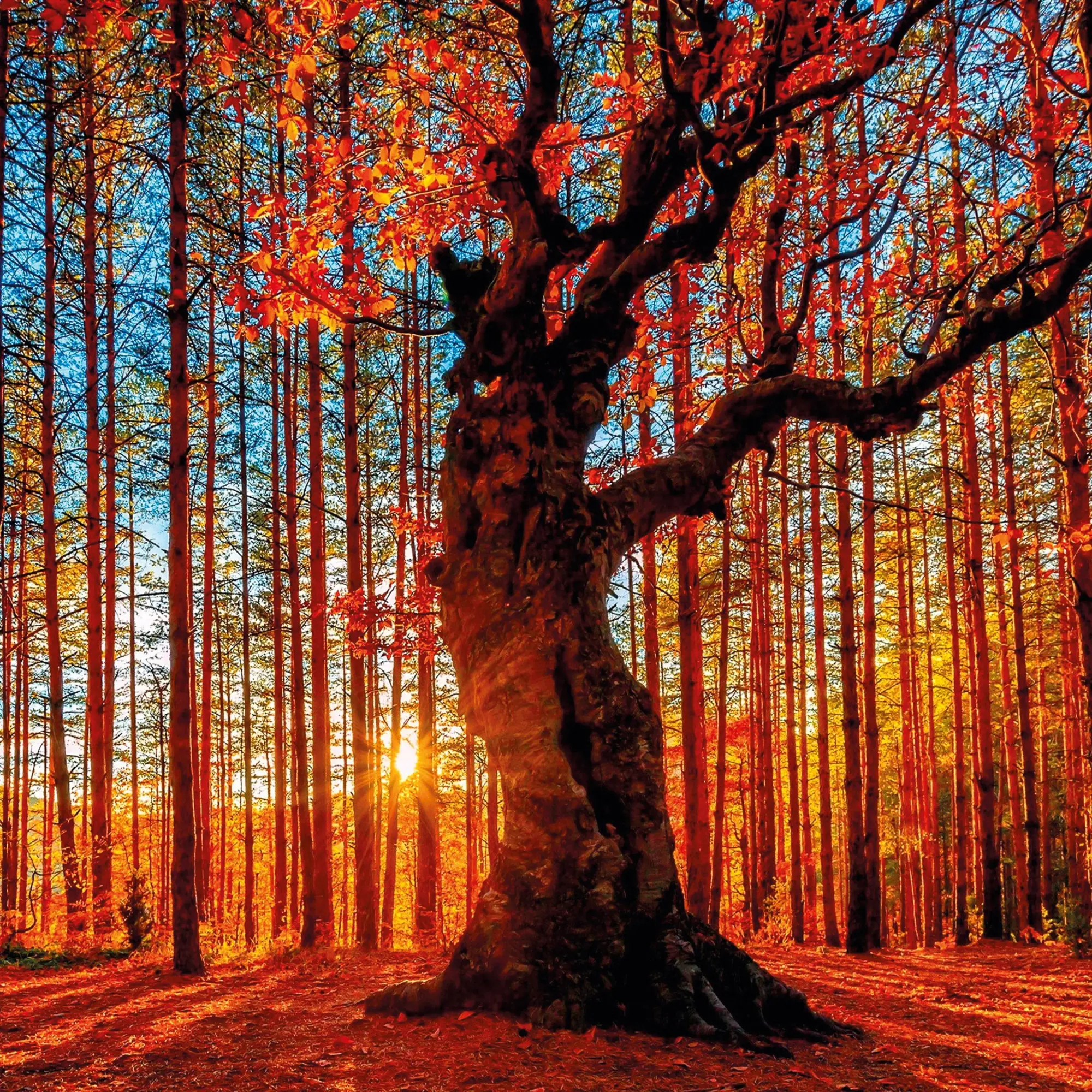 Bild: 9783959295987 | Unser Wald/Forest Nature 2026 | Kalender 2026 | Kalender | 28 S.