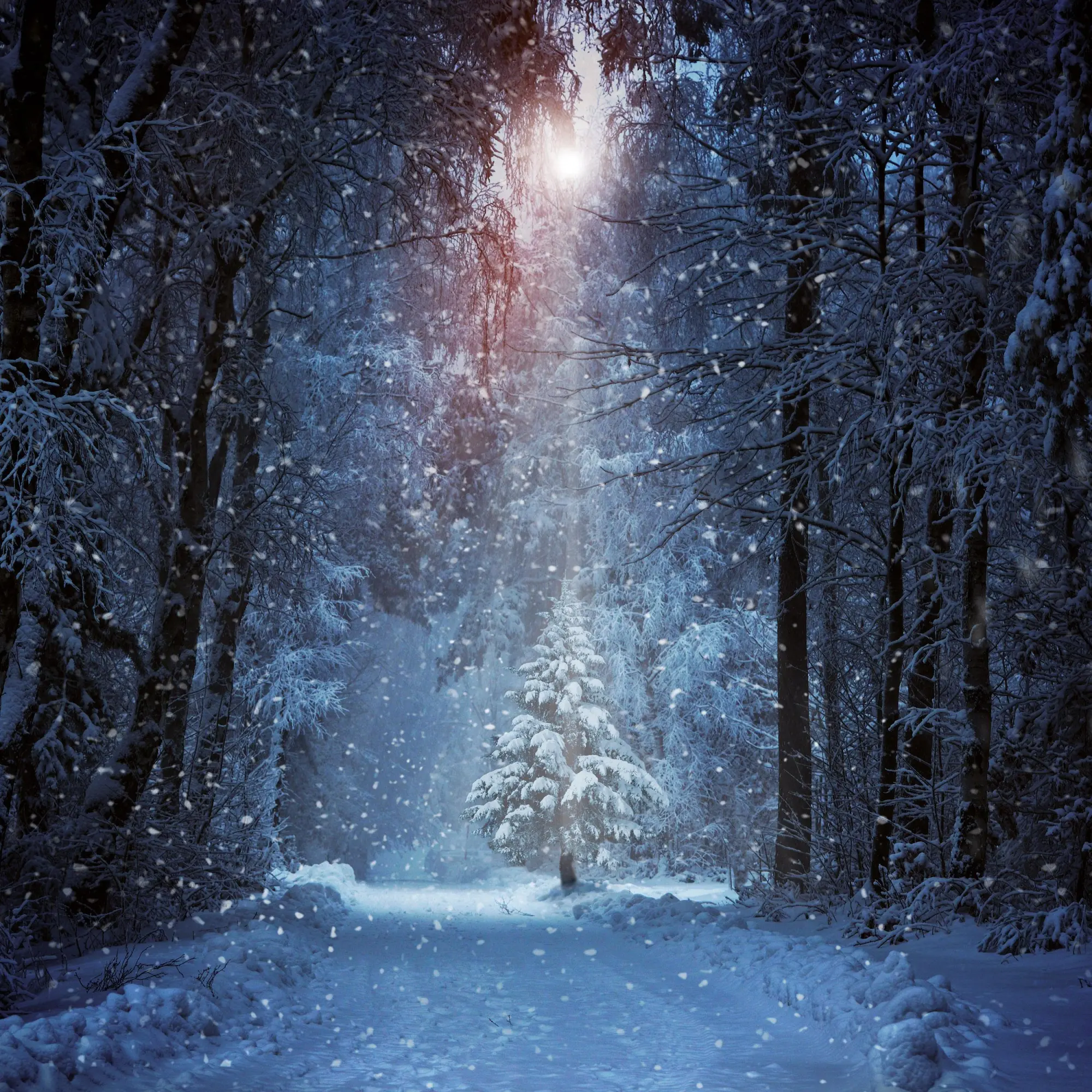 Bild: 9783959295987 | Unser Wald/Forest Nature 2026 | Kalender 2026 | Kalender | 28 S.