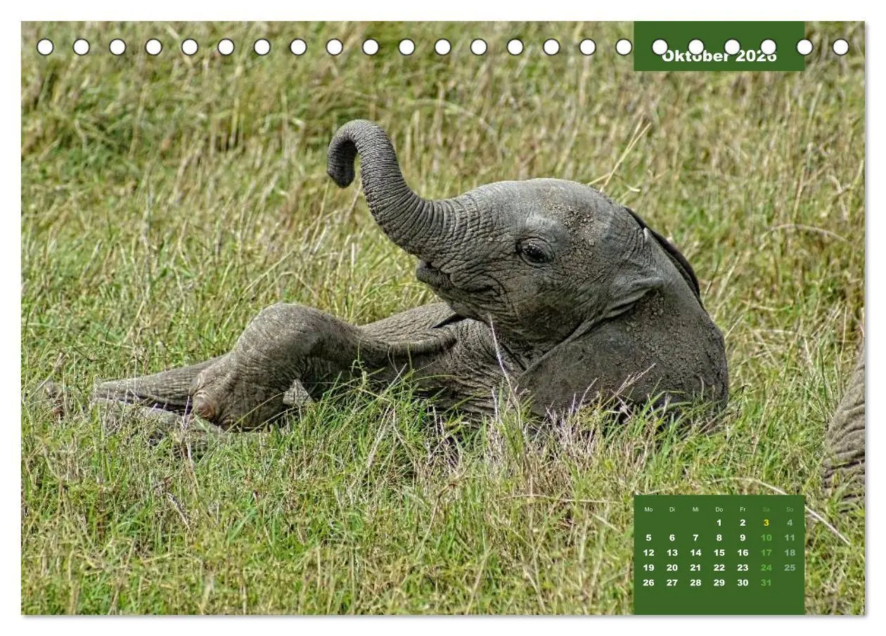 Bild: 9783457536087 | E wie Elefanten - verspielt und schnüssig (Tischkalender 2026 DIN...