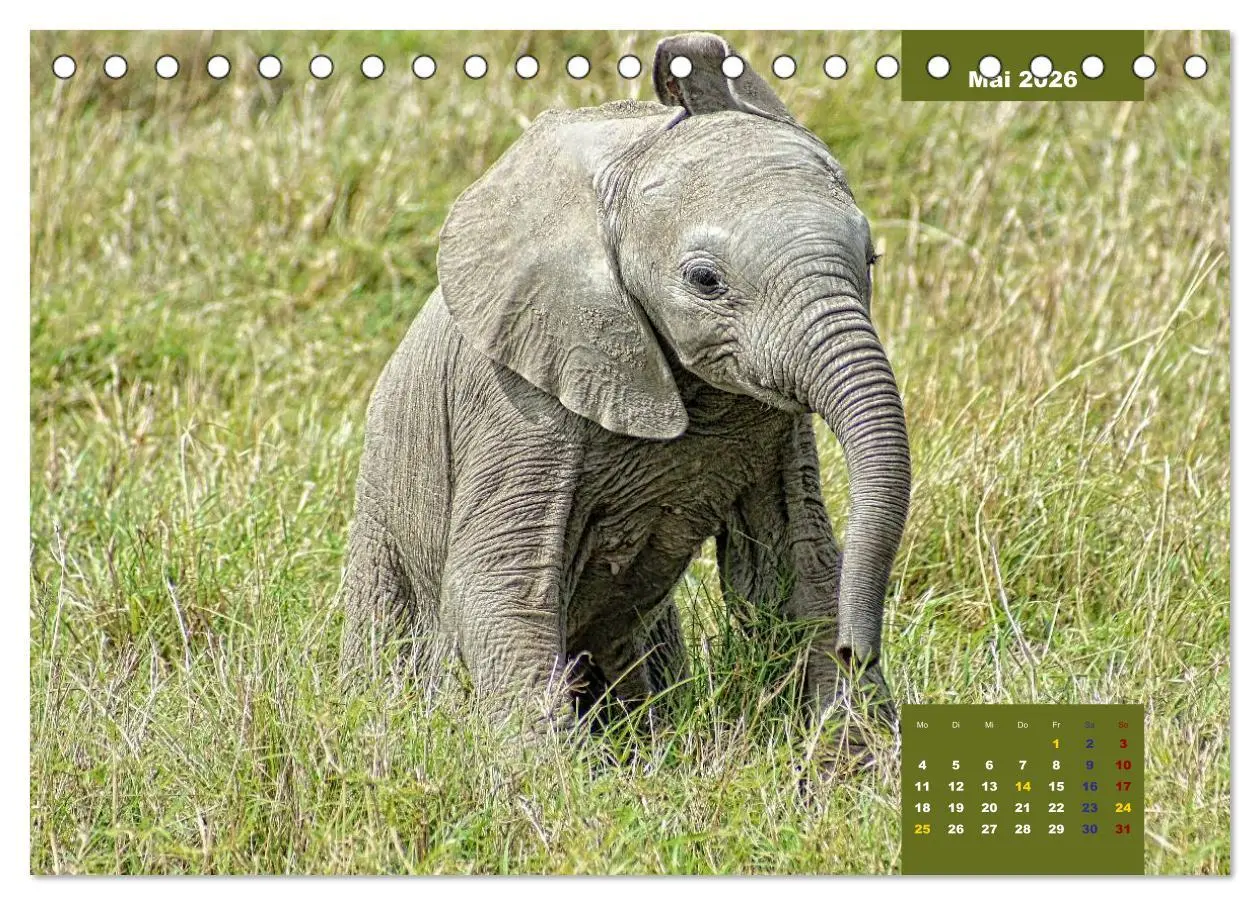 Bild: 9783457536087 | E wie Elefanten - verspielt und schnüssig (Tischkalender 2026 DIN...