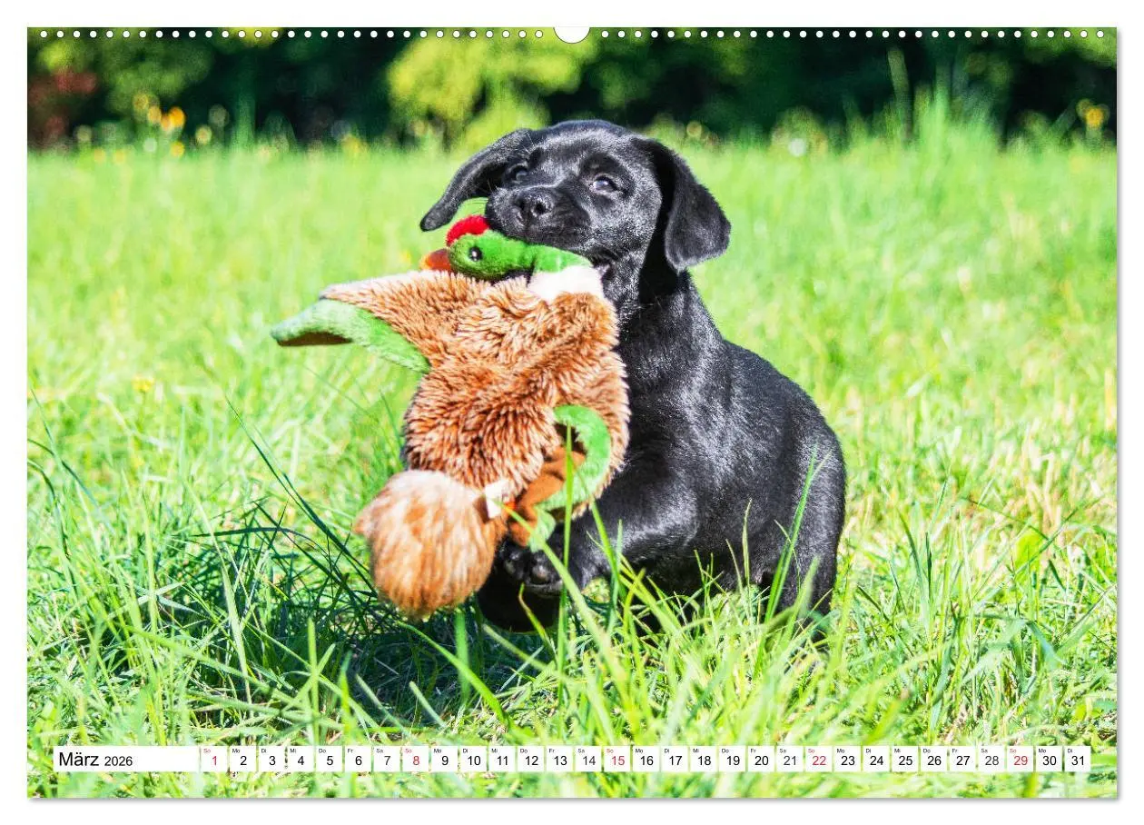 Bild: 9783457686287 | Labrador Retriever Welpen - Kleine Weltentdecker (hochwertiger...