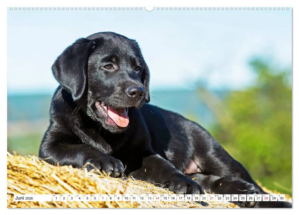 Bild: 9783457686287 | Labrador Retriever Welpen - Kleine Weltentdecker (hochwertiger...