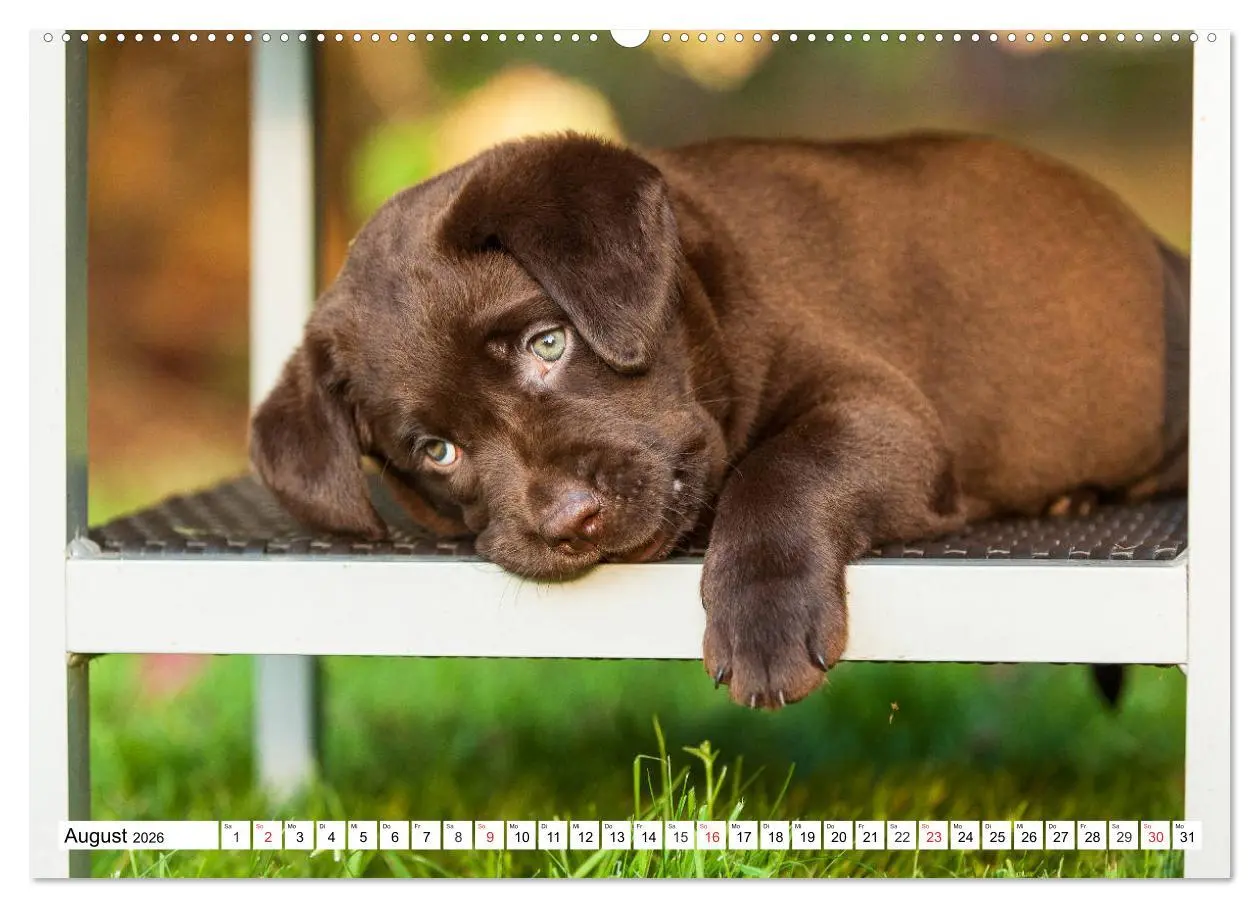 Bild: 9783457686287 | Labrador Retriever Welpen - Kleine Weltentdecker (hochwertiger...