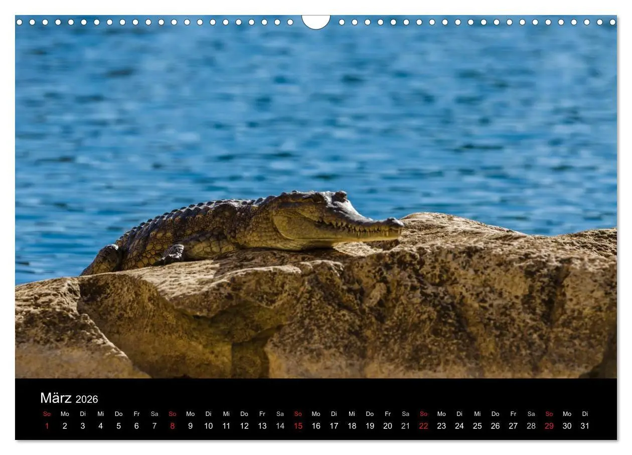 Bild: 9783516156287 | Australien - Kimberley (Wandkalender 2026 DIN A3 quer), CALVENDO...