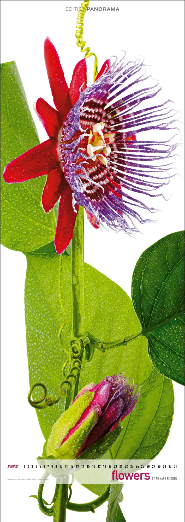 Bild: 9783898236287 | Flowers | Immerwährender Vertikal-Kalender, 40 x 110 cm | Fischer