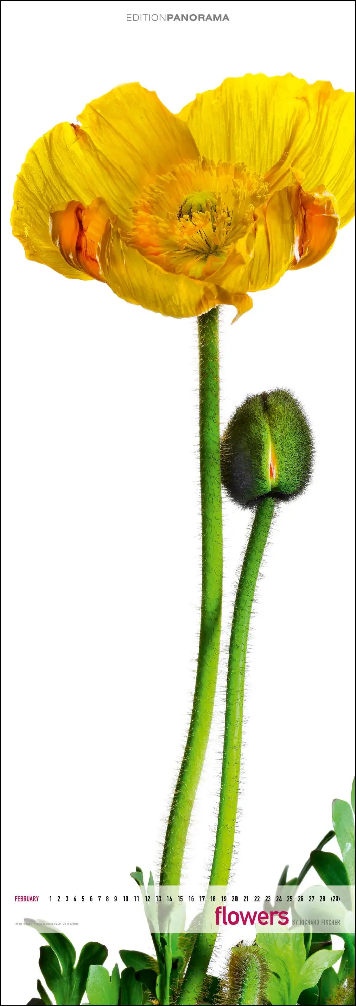 Bild: 9783898236287 | Flowers | Immerwährender Vertikal-Kalender, 40 x 110 cm | Fischer