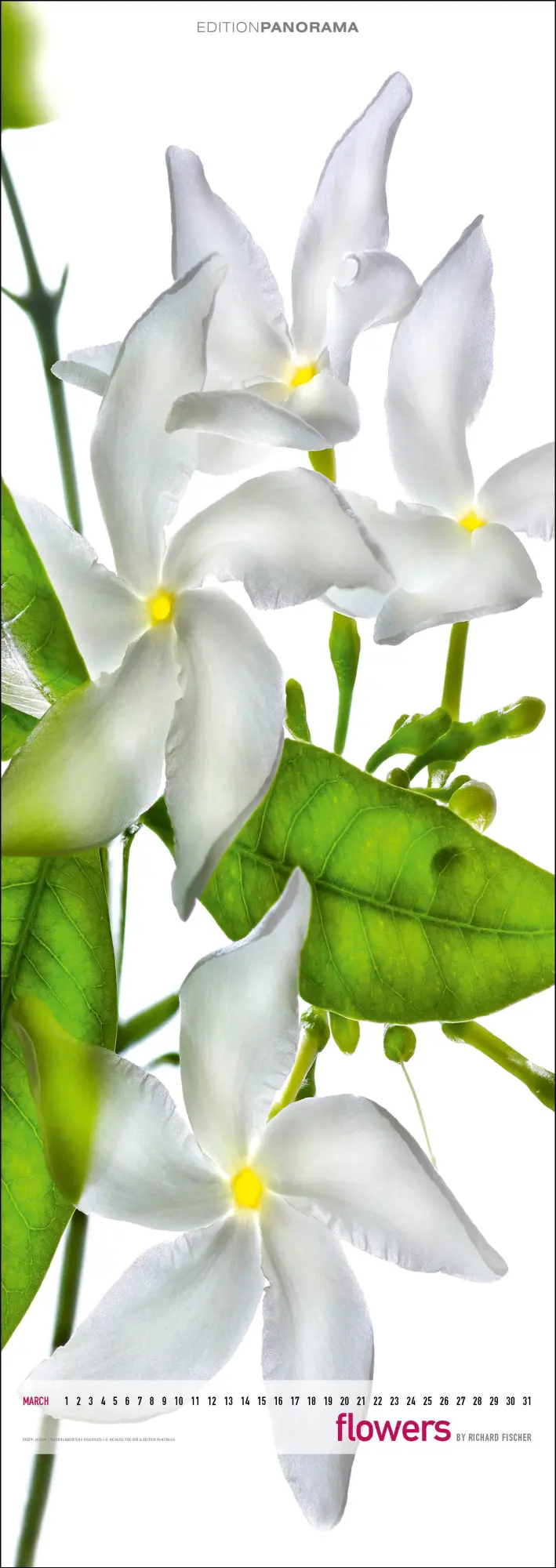 Bild: 9783898236287 | Flowers | Immerwährender Vertikal-Kalender, 40 x 110 cm | Fischer