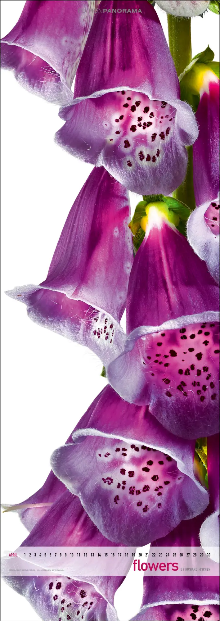 Bild: 9783898236287 | Flowers | Immerwährender Vertikal-Kalender, 40 x 110 cm | Fischer