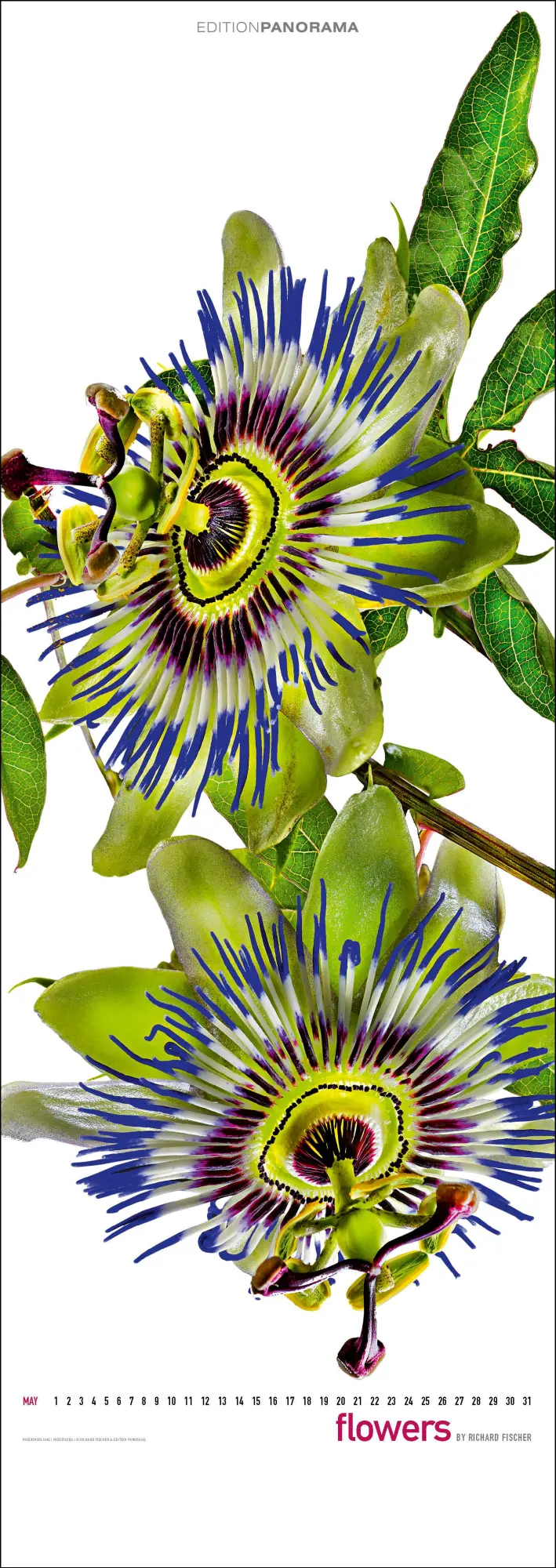 Bild: 9783898236287 | Flowers | Immerwährender Vertikal-Kalender, 40 x 110 cm | Fischer