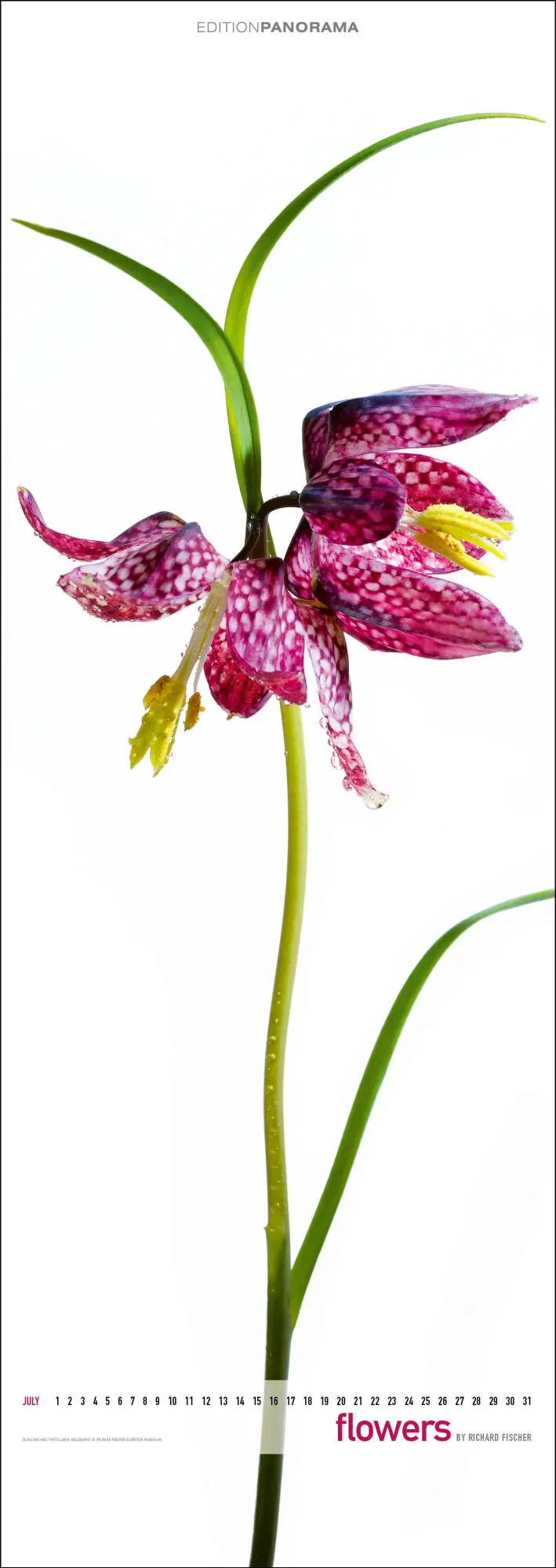 Bild: 9783898236287 | Flowers | Immerwährender Vertikal-Kalender, 40 x 110 cm | Fischer