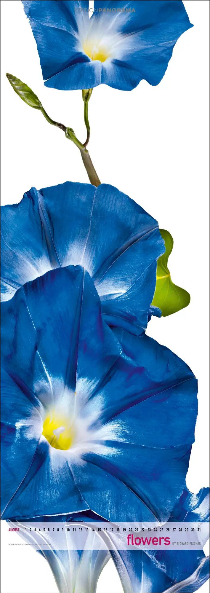 Bild: 9783898236287 | Flowers | Immerwährender Vertikal-Kalender, 40 x 110 cm | Fischer