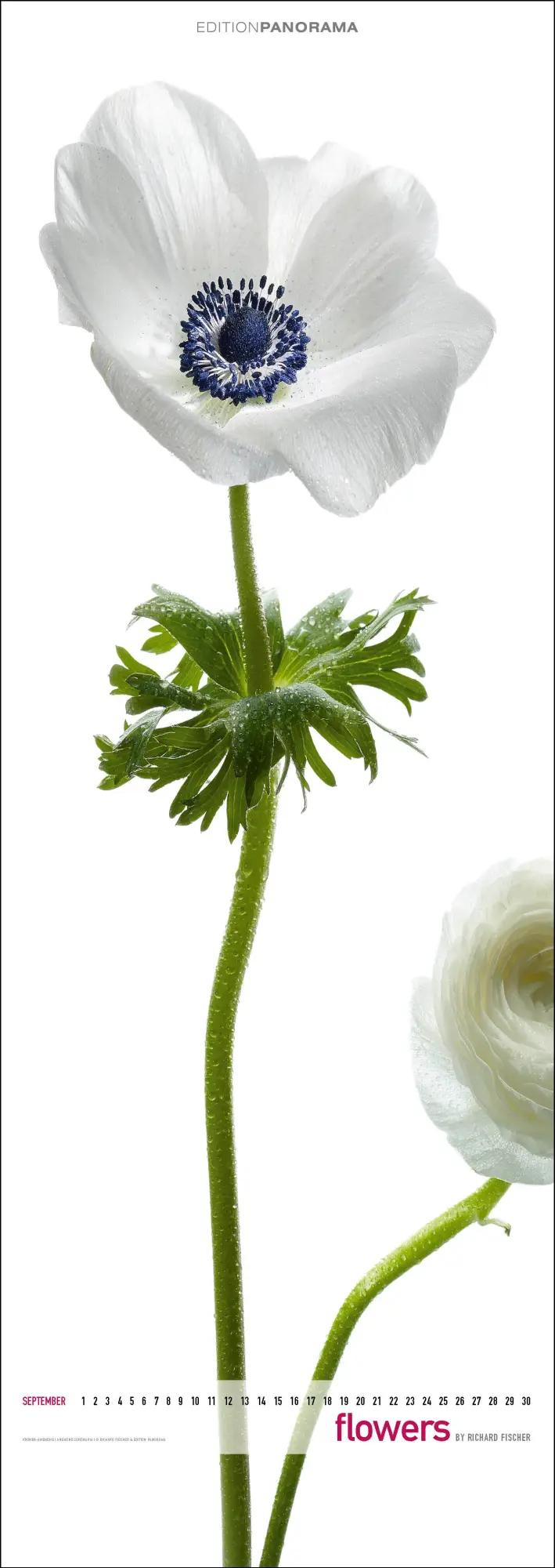 Bild: 9783898236287 | Flowers | Immerwährender Vertikal-Kalender, 40 x 110 cm | Fischer