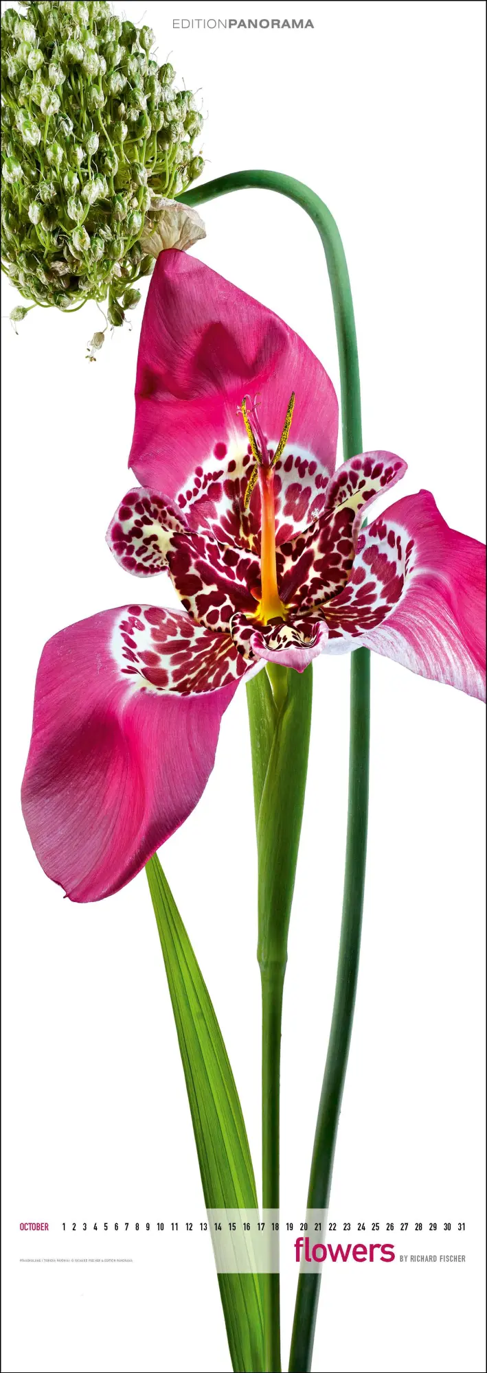 Bild: 9783898236287 | Flowers | Immerwährender Vertikal-Kalender, 40 x 110 cm | Fischer