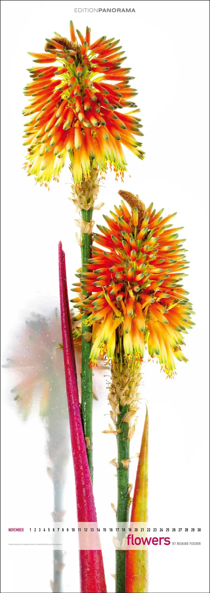 Bild: 9783898236287 | Flowers | Immerwährender Vertikal-Kalender, 40 x 110 cm | Fischer