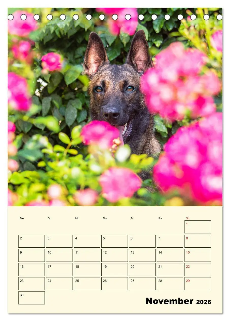 Bild: 9783516386387 | Familienplaner Tausendsassa Malinois (Tischkalender 2026 DIN A5...