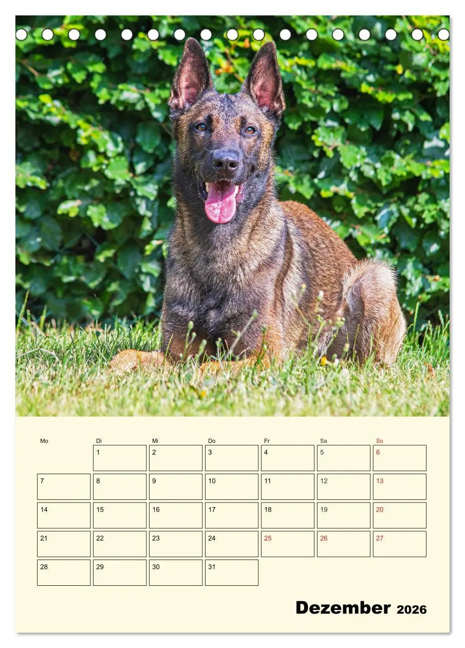 Bild: 9783516386387 | Familienplaner Tausendsassa Malinois (Tischkalender 2026 DIN A5...