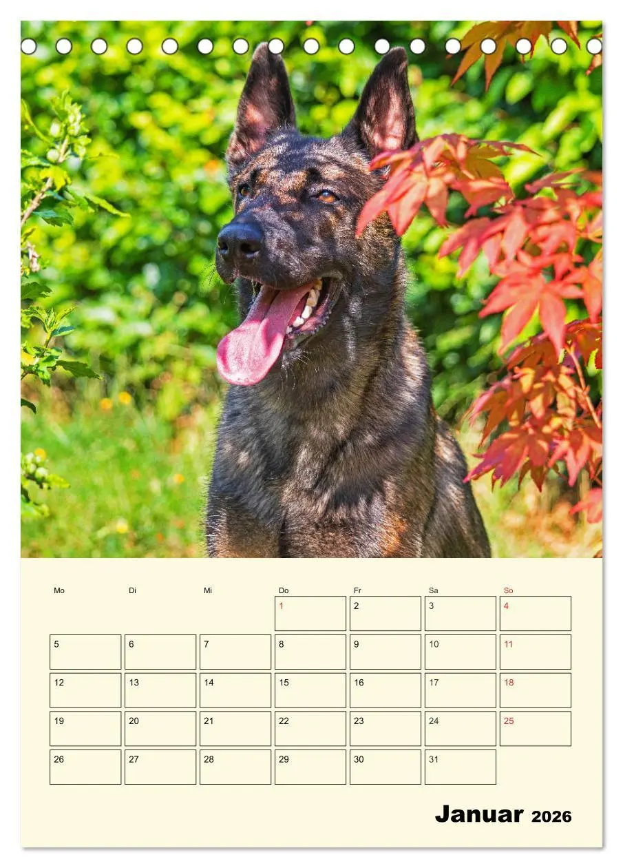 Bild: 9783516386387 | Familienplaner Tausendsassa Malinois (Tischkalender 2026 DIN A5...