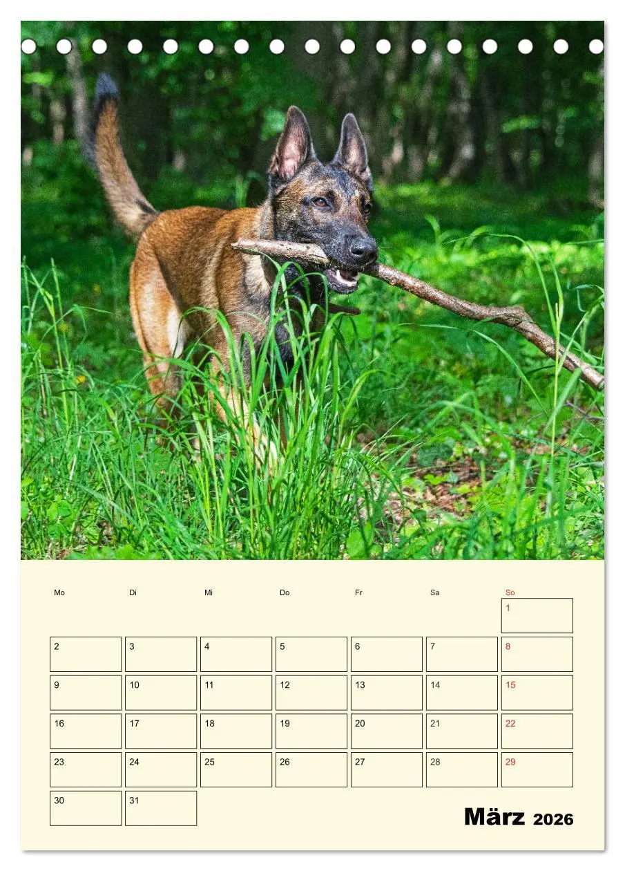 Bild: 9783516386387 | Familienplaner Tausendsassa Malinois (Tischkalender 2026 DIN A5...