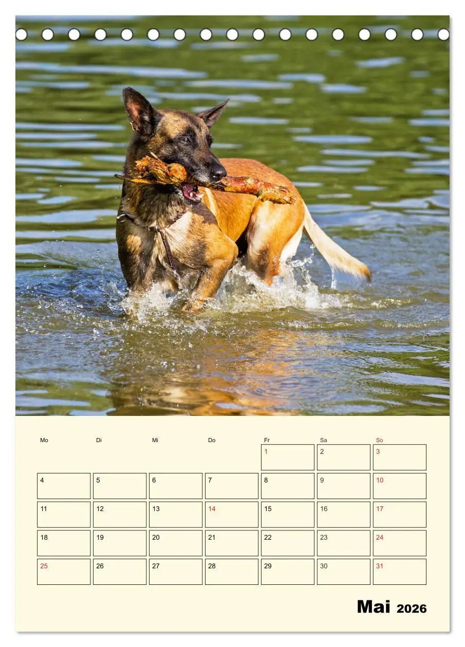 Bild: 9783516386387 | Familienplaner Tausendsassa Malinois (Tischkalender 2026 DIN A5...
