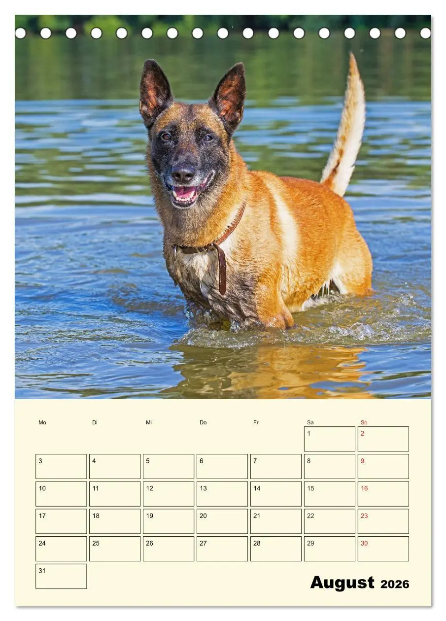 Bild: 9783516386387 | Familienplaner Tausendsassa Malinois (Tischkalender 2026 DIN A5...