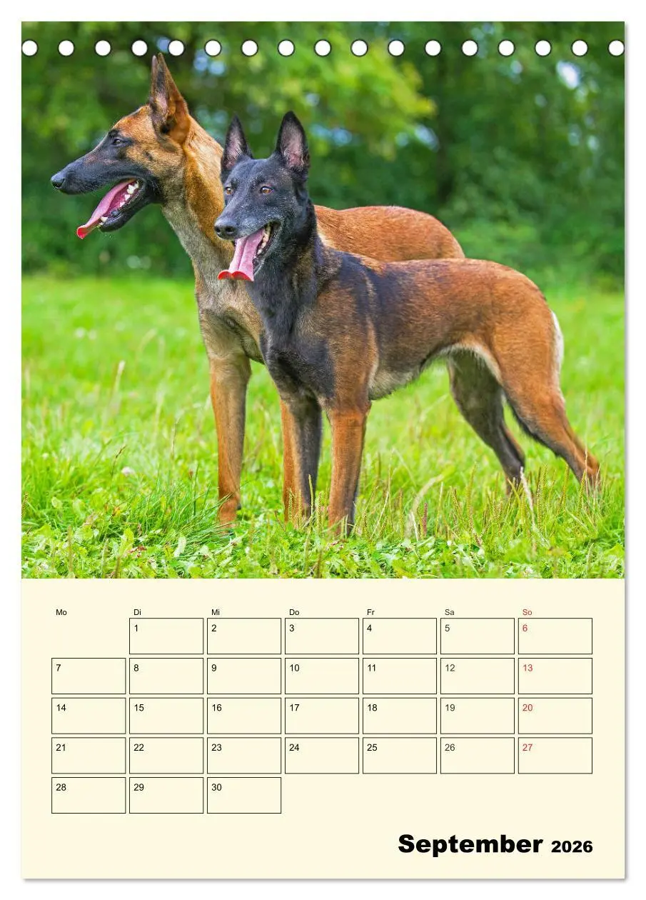 Bild: 9783516386387 | Familienplaner Tausendsassa Malinois (Tischkalender 2026 DIN A5...