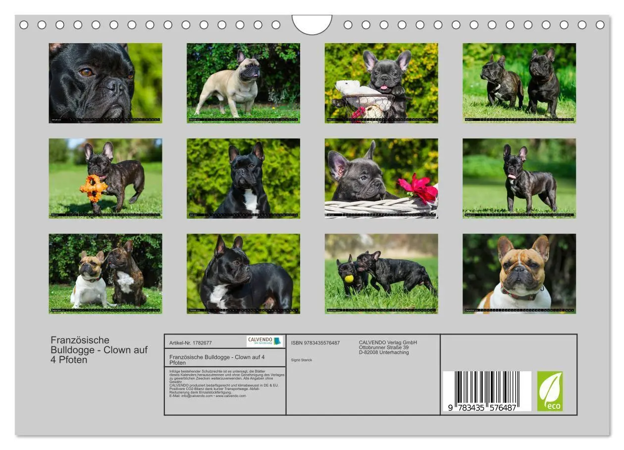 Bild: 9783435576487 | Französische Bulldogge - Clown auf 4 Pfoten (Wandkalender 2025 DIN...