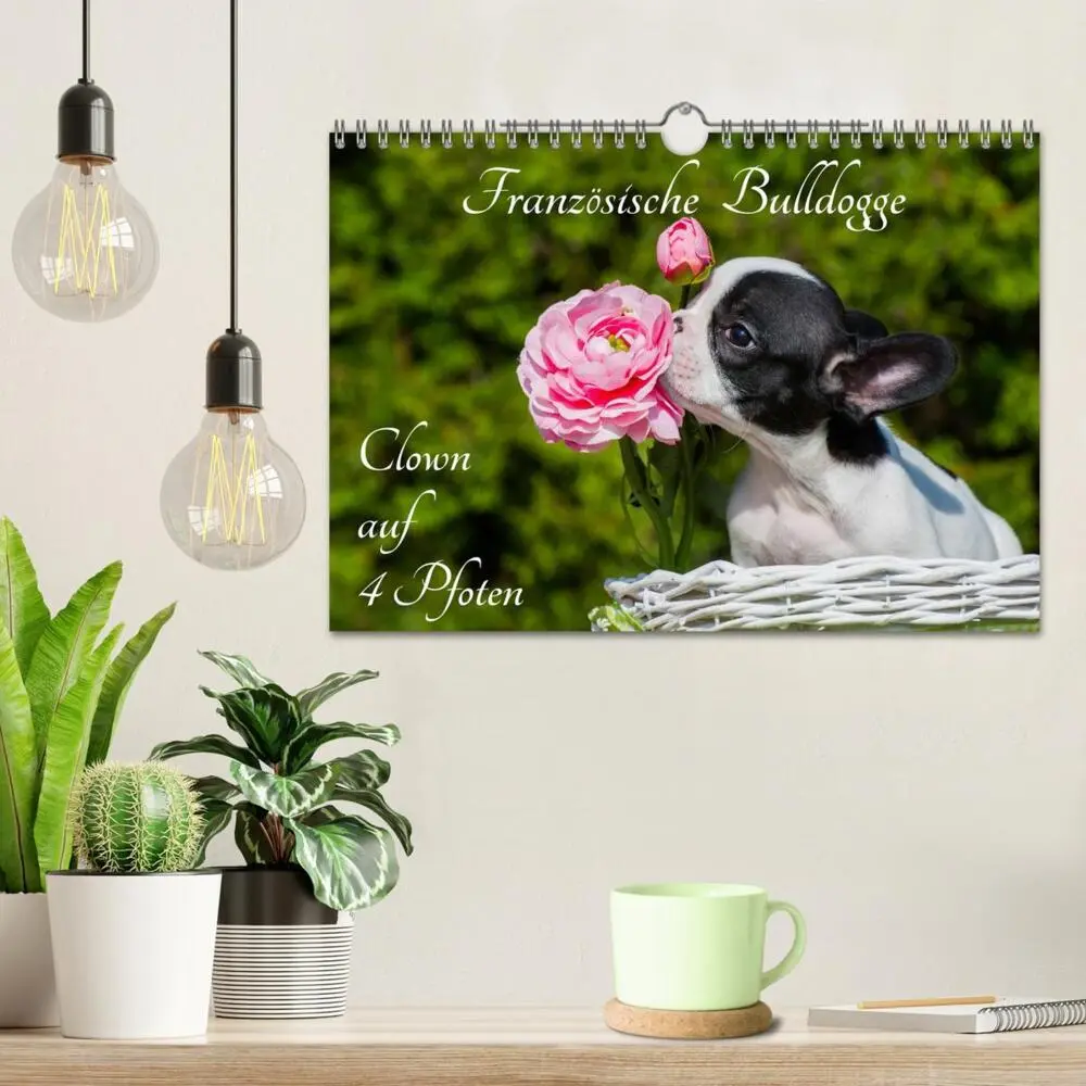 Bild: 9783435576487 | Französische Bulldogge - Clown auf 4 Pfoten (Wandkalender 2025 DIN...