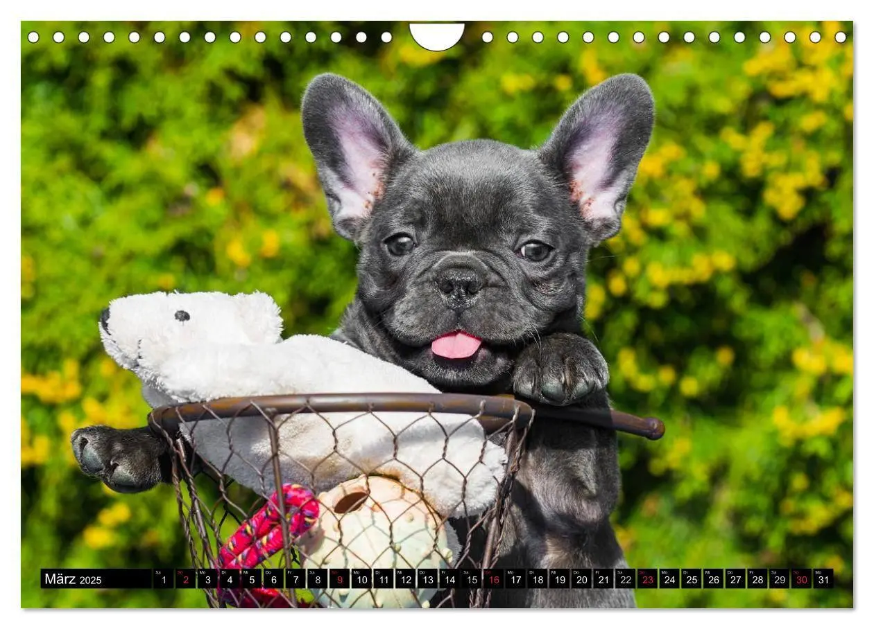 Bild: 9783435576487 | Französische Bulldogge - Clown auf 4 Pfoten (Wandkalender 2025 DIN...