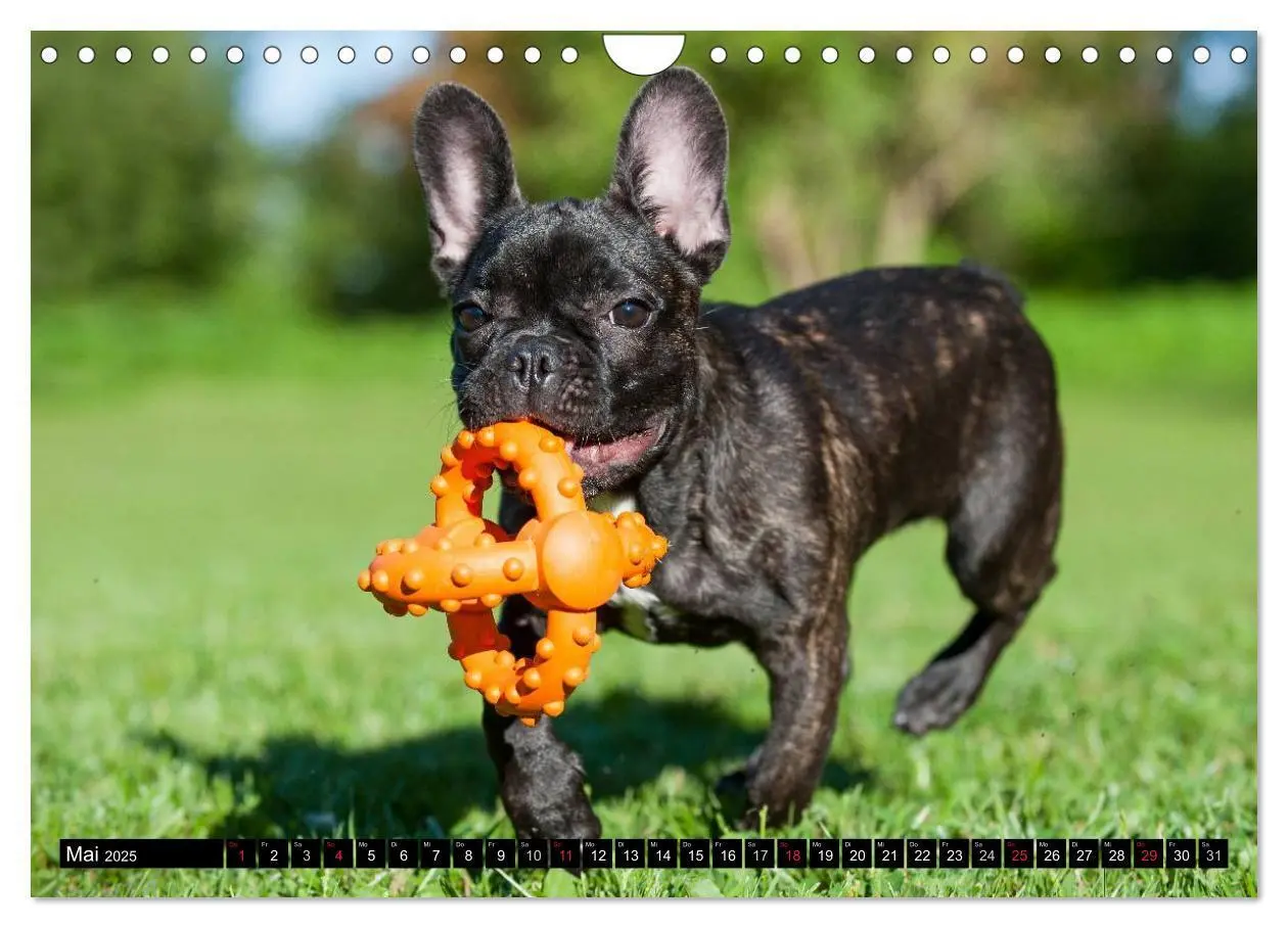 Bild: 9783435576487 | Französische Bulldogge - Clown auf 4 Pfoten (Wandkalender 2025 DIN...
