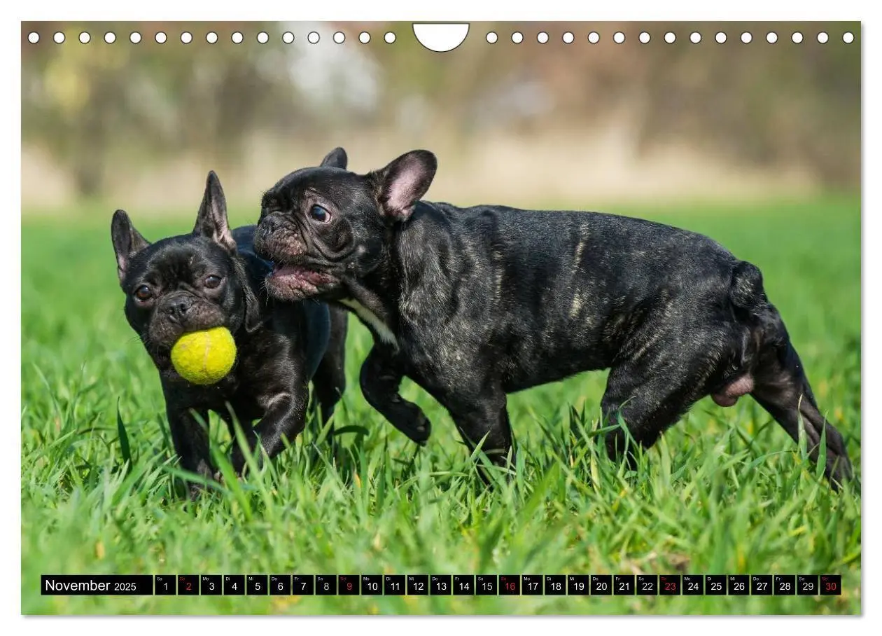 Bild: 9783435576487 | Französische Bulldogge - Clown auf 4 Pfoten (Wandkalender 2025 DIN...