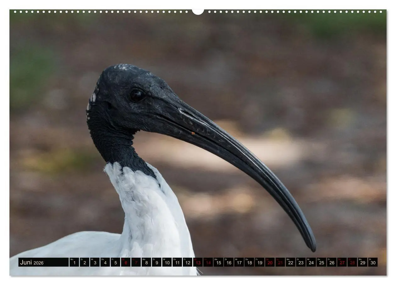 Bild: 9783457586587 | Ein Tag in Sydney - eine etwas andere Sicht (Wandkalender 2026 DIN...