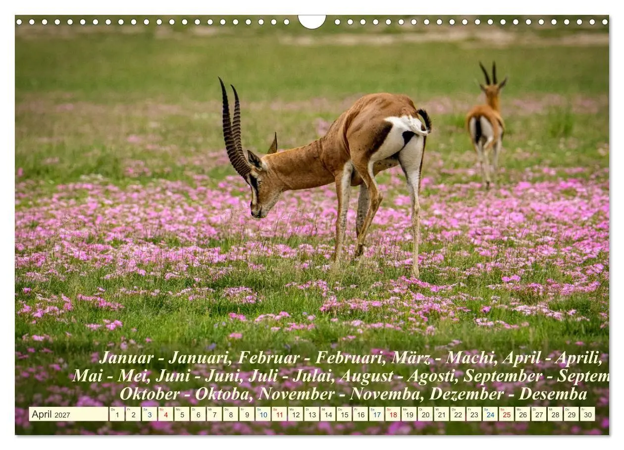 Bild: 9783569526587 | Jambo Kenya (Wandkalender 2027 DIN A3 quer), CALVENDO Monatskalender